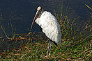 Wood Stork